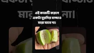 আজীবন মুরগির বাচ্চা সুস্থ থাকবে এই একটি কাজ করলে #দেশিমুরগি #মুরগির_খামার #মুরগিপালন #murgipalan