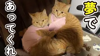 茶トラのメスって凄い・・・