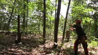 Pushing a tree down with a hinge pole