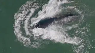 Up close Humpback Whale Lunge Feeding and Playing with Dolphin Family -Hamptons Drone-New York-NEWS