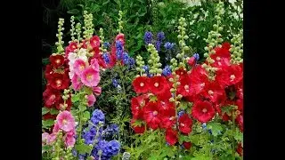 HOLLYHOCKS  FLOWERS - By Happy Twirl