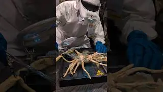 What happens next? 😱 Face hugger cosplay from Wondercon #cosplay #alien