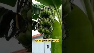 Banana Plants | Update #bananaplant #gardening