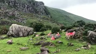Markhor Goat Love