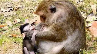 Million Pity !! Alpha Daisy bites newborn baby Dax cry so loud, Poor Dax baby cries loudly