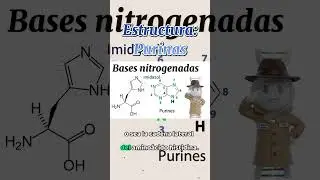 Estructura de las purinas | &iquest;Qu&eacute; es un nucle&oacute;tido? | Tema acad&eacute;mico  #adn #biologia #curiosidades