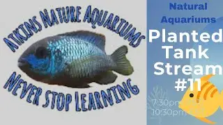 Planted Tank Stream #11 Ian with Atkins Nature Aquarium