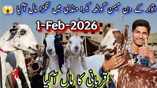 Sunday Memon Goth Bakra Mandi Latest Updates 🥰 | 1-02-2026 | Qurbani 2026 | VIP Maal Aagaya😱