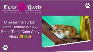 Chester the Turkish Cat&rsquo;s Holiday Walk & Relax Time | Calm Cozy Vibes