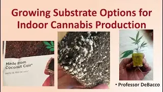 Growing Substrate Options for Indoor Cannabis Production