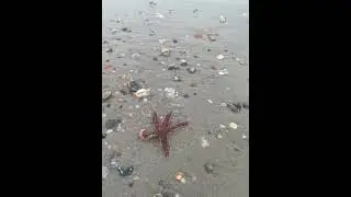 Finding a Star ⭐️ Fish on Florida&rsquo;s Sandy Beaches Full of Seashells #beachvibes #floridabeaches