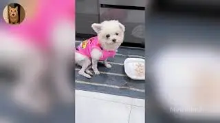 Funniest Cats of 2025 😹 You Won’t Stop Laughing! Part 51