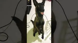 Scar The Belgian Malinois Basic training  &laquo;&nbsp;Dressage assis,deux p&acirc;ttes, aboie &nbsp;&raquo; 🔥🥰 #viral #short