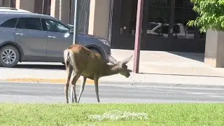 Anaconda task force votes for non-lethal solution to deer population