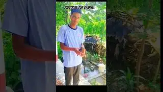 चरा प्रति मेरो माया 💯❤️ &radic;||  save to birds  #ytshorts #shorts #birds