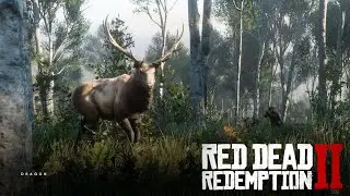 How to Find and Kill The Legendary Elk In Red Dead Redemption 2