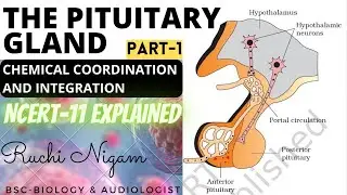 The Pituitary Gland | Part-1 | Chemical Coordination and Integration | NCERT Class 11 | [HINDI]