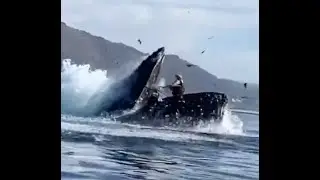 A humpback whale off the coast of California almost ate two girls who were kayaking!, #shorts