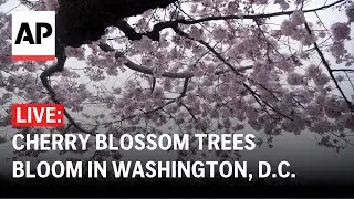 LIVE: Cherry blossom trees bloom in Washington, D.C.