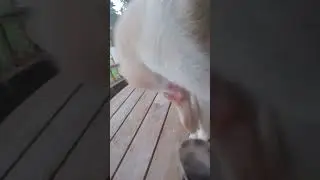 GARFIN , Nube gris y Nina Es hora del baño pero algo lo llama la atención , Que será