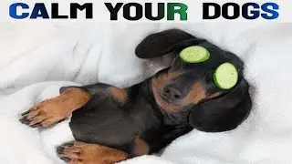 Sound To Calm Down A Scared Dog