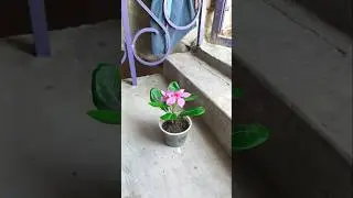 Hybrid vinca grafting on Desi vinca plant || How to propagate hybrid vinca plant #ytshorts #vinca