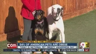 Pet Obesity Awareness Day