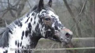SpottyDotty February.wmv