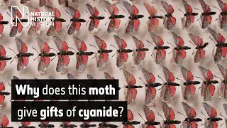 Why does this moth give gifts of cyanide? | Natural History Museum
