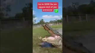 American Alligator Bite Compilation! #shorts