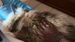 Kitty update