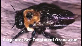 Carpenter Bees Colts Neck NJ Carpenter Bee Pest Control Treatment 732-504-3758 Ozane.com