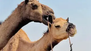 Unbelievable Camel Reaction 😱 | مشهد لا يُصدق من الجمل 🐪