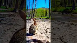 Echoes of the Dry Forest&rdquo;  #ai#shorts #JungleUnity#AnimalTeamwork