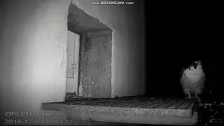 Sokoły wędrowne Orlen Płock (PL) 2019.12.09 - Będzie nocne polowanie