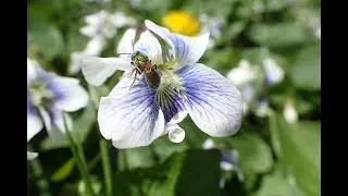 Tree Mob&trade;: Catering to Pollinators