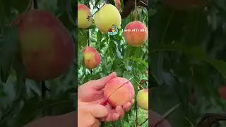 Elevate Your Senses: ASMR Fruit Eating for a Tantalizing Sensory Experience
