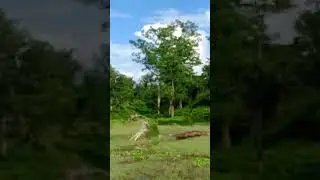 Most popular beautiful.                      Village of Assam forest