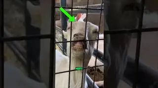 Top 4 Animals With the Craziest Sleeping Habits (You&rsquo;ll Be Shocked!)