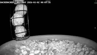 Bird Feeder & Chicken Live Cam 24/7 | Nature Reserve | Brandenburg, Germany
