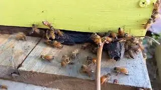 Italian and Carniolan bees