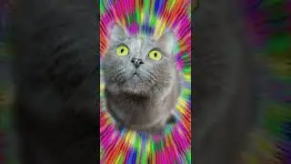 #breakcore #cats #currentmood