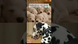 Dalmatian Puppy Facts You Didn't Know