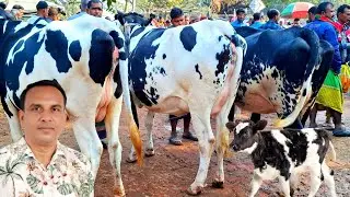 ১৮/০১/২৬/  ধাপের হাট থেকে উন্নত জাতের ১৫_২০ লি: দুধের গাভী গরুর দাম দর ও কেনা বেচা #cow