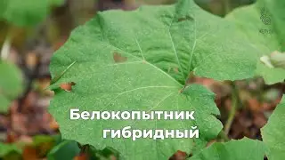 Белокопытник гибридный. Обаятельный гигант для любителей необычных растений