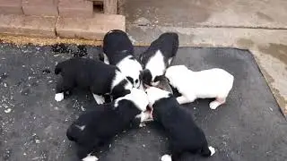 Среднеазиатские овчарки Алабай США. Feeding time of litter