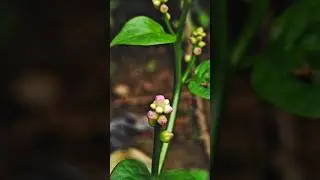 Creative Best Photo Pro Mod. Easy Trick. Shot any picture Pro Mod in mobile🔥💥
