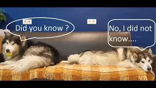 Interesting facts to talk about !!!  | Did you know ? | Fun facts to share