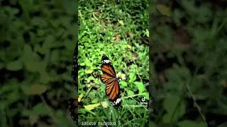 The butterfly 🦋🍃  #SriLankaVacation #TravelInspiration #Wanderlust #TravelGoa