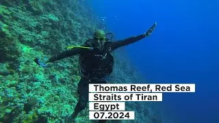 Thomas Reef, Red Sea, Straits of Tiran, Egypt Дайвинг в Красном море, Египет
